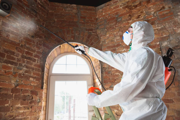 Why You Should Choose Our Mold Remediation Services in Biola, CA